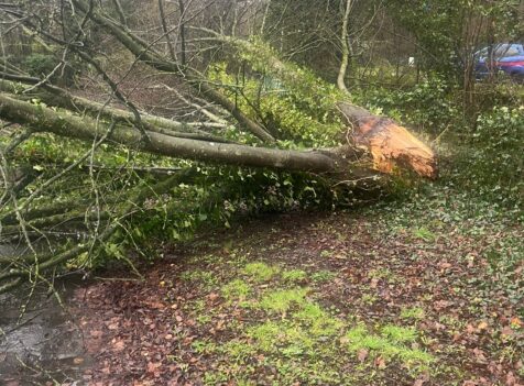 Fallen Tree Removal in Brecon
