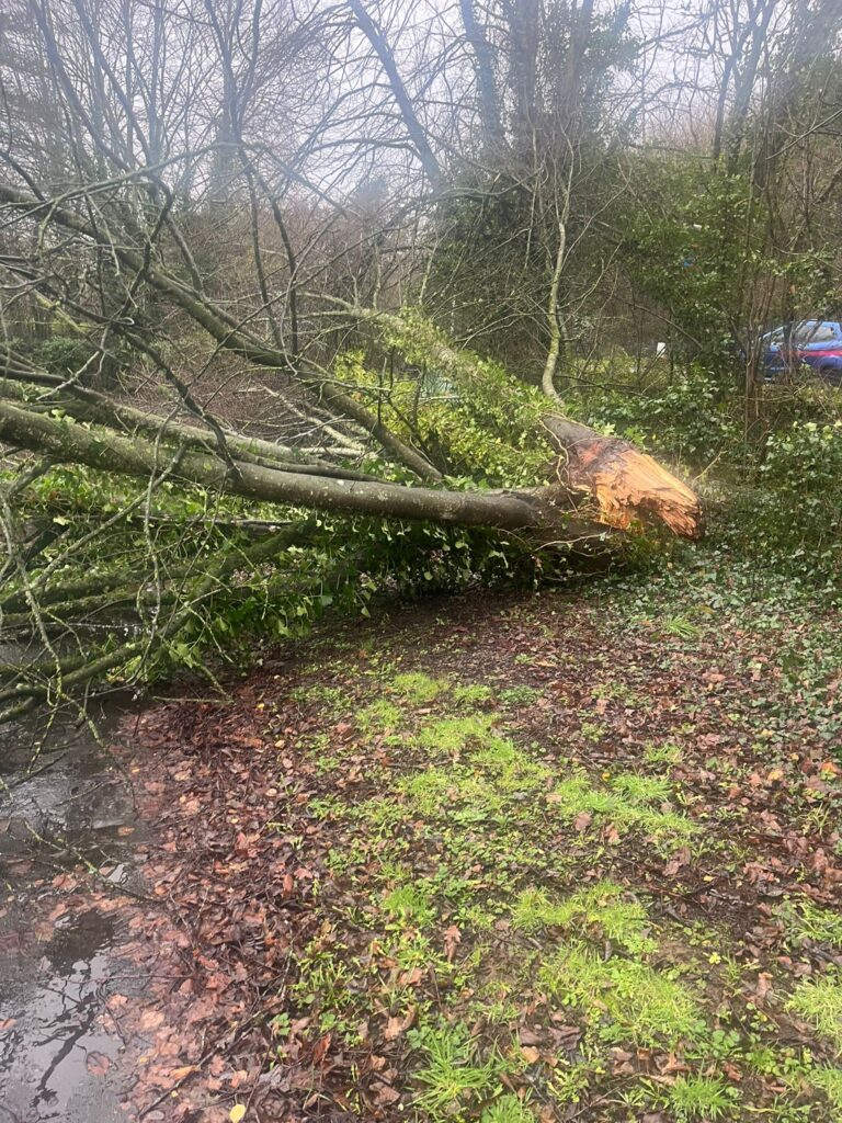 Fallen Tree Removal in Brecon