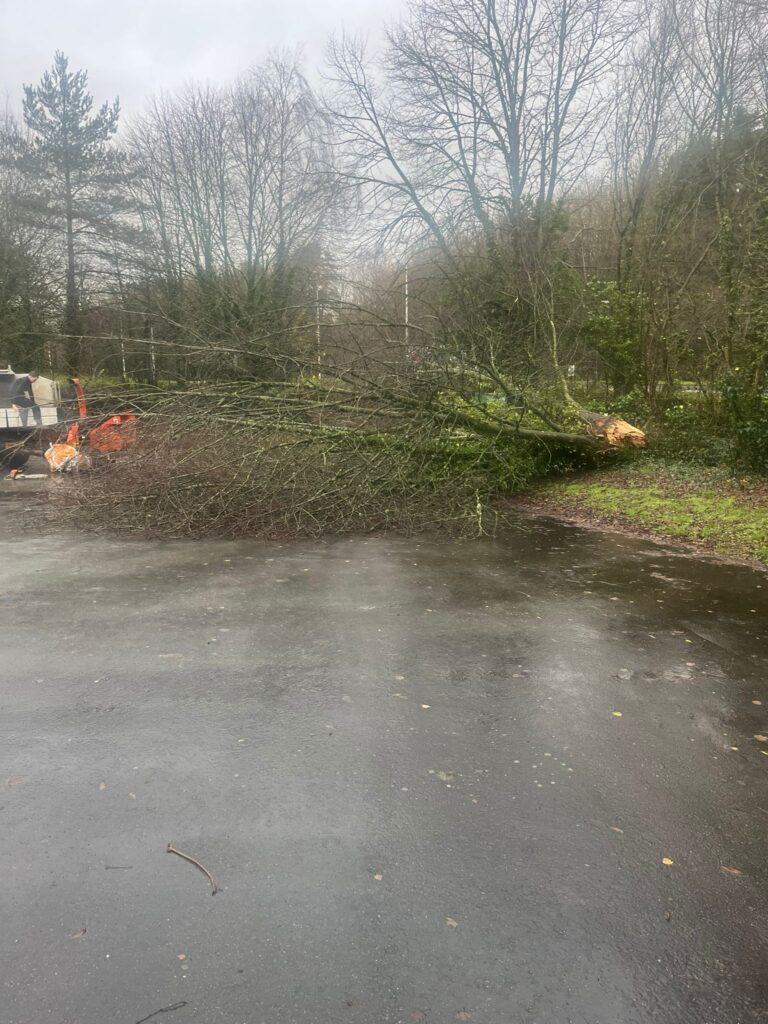 Fallen Tree Removal in Brecon