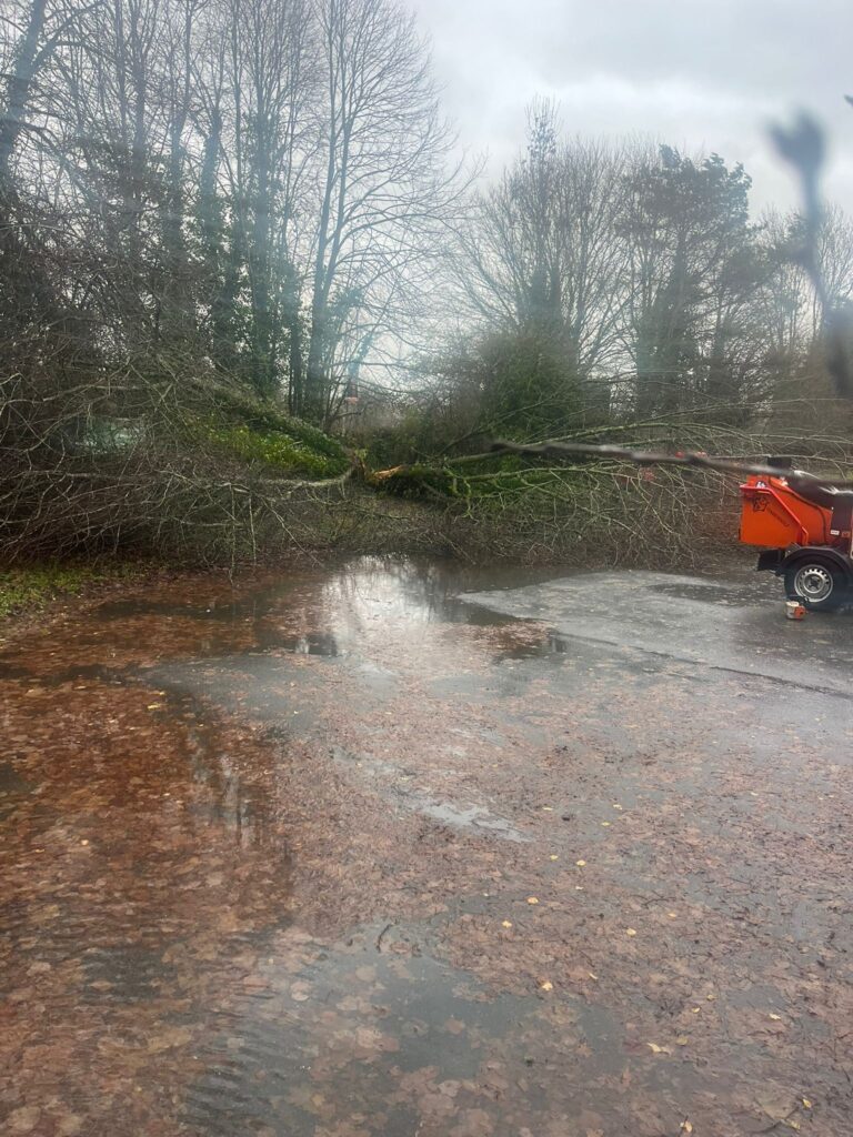 Fallen Tree Removal in Brecon