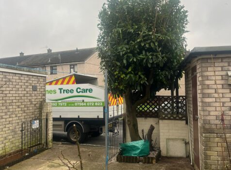 Tree pruning in Caerphilly