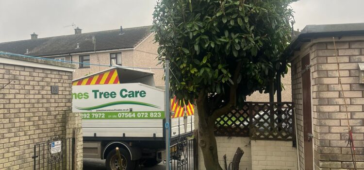 Tree pruning in Caerphilly