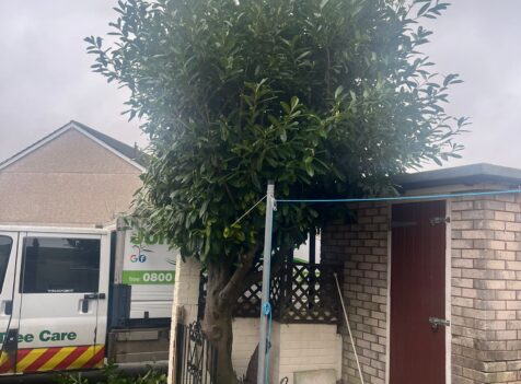 Tree pruning in Caerphilly