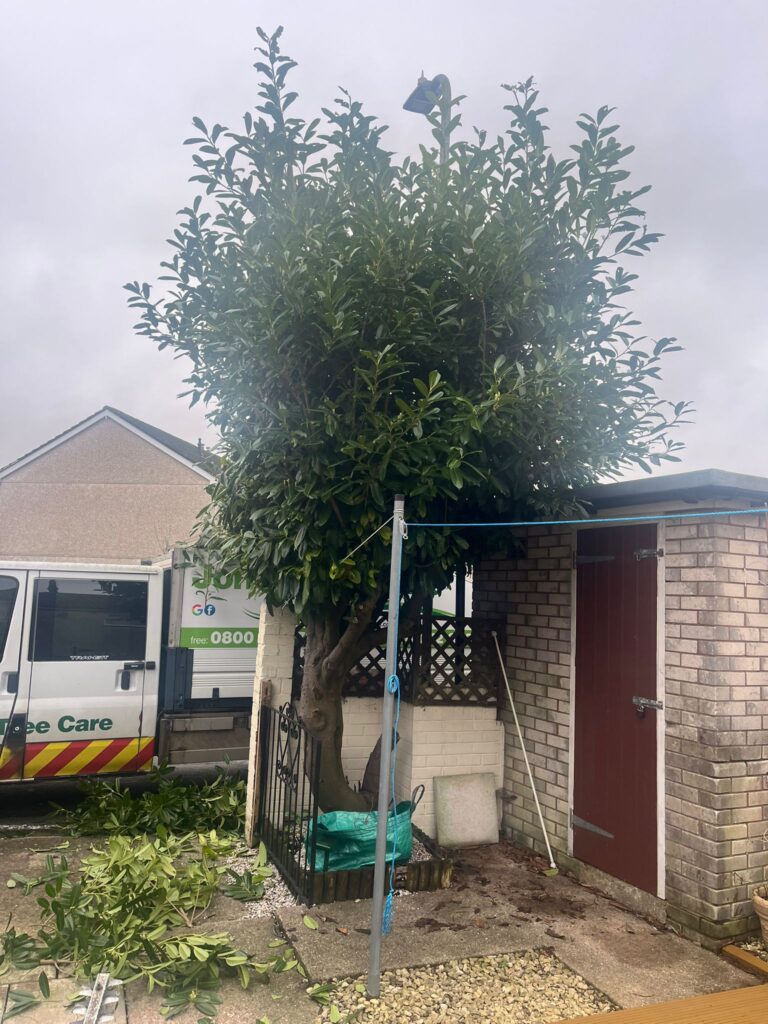 Tree pruning in Caerphilly