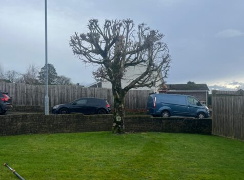 Tree Pruning in Chepstow