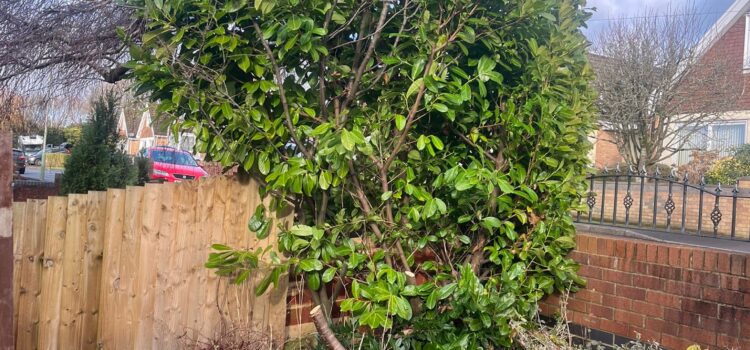 tree removal Hengoed