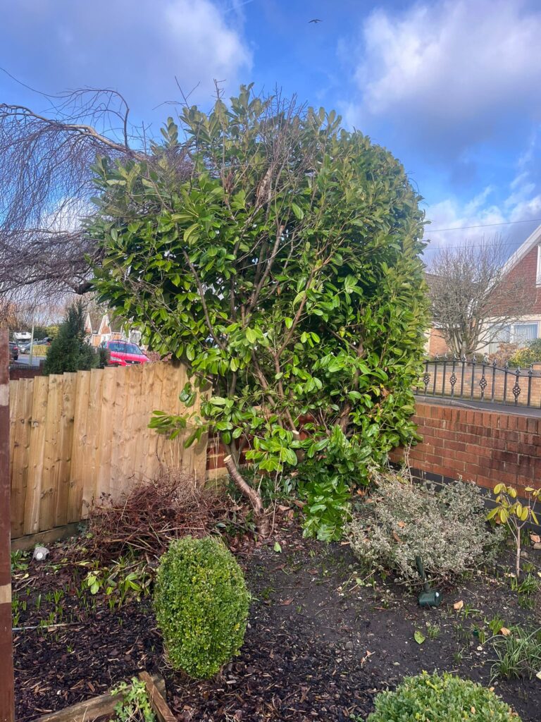 tree removal Hengoed
