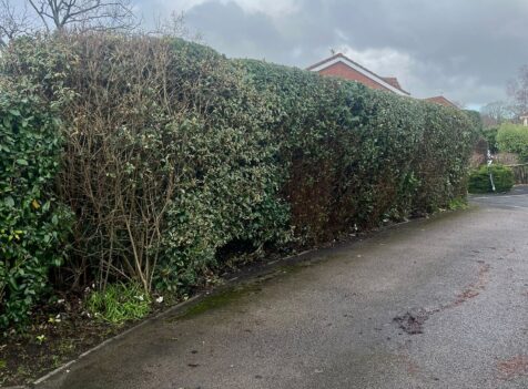 Hedge Cutting Services in Cilfynydd