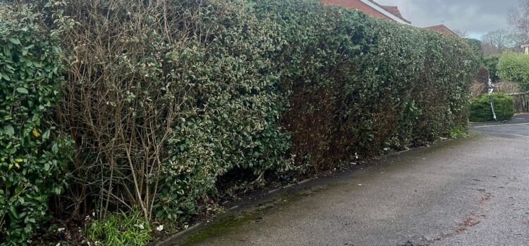 Professional hedge trimming in Hengoed