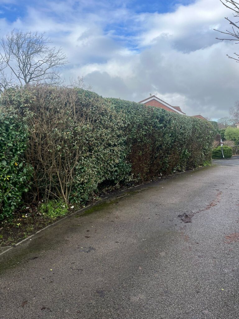 Professional hedge trimming in Hengoed