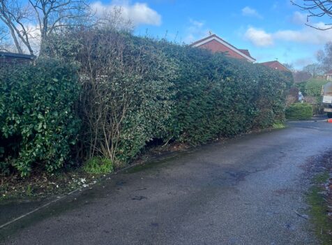 Professional hedge trimming in Hengoed