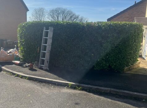 Hedge Maintenance in Hengoed