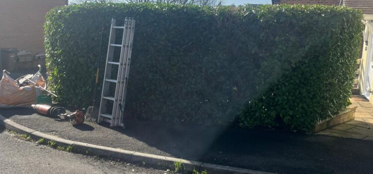 Hedge Maintenance in Hengoed