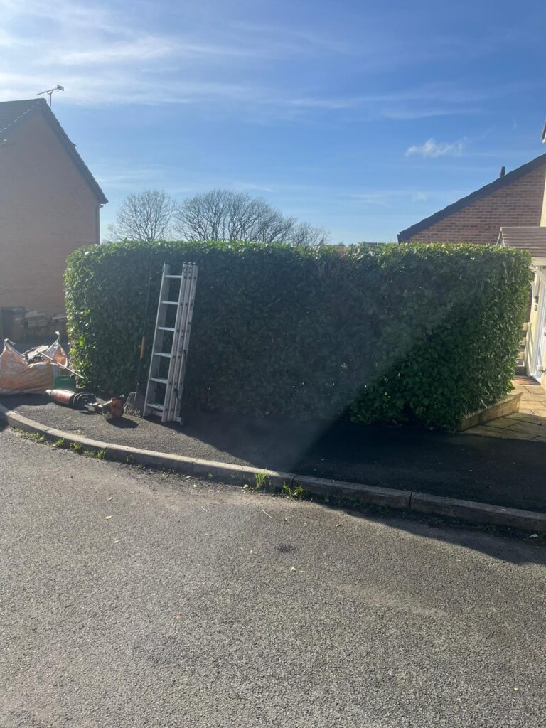 Hedge Maintenance in Hengoed