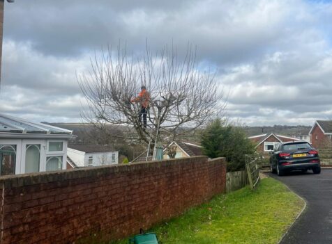 Tree Care Services in Edwardsville