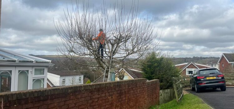 Tree Care Services in Edwardsville