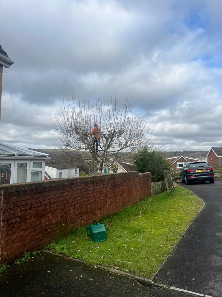 Hedge Maintenance in Hengoed