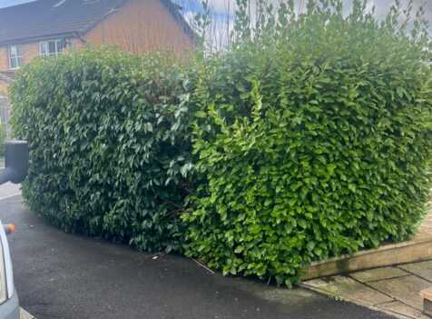 Hedge Maintenance in Hengoed