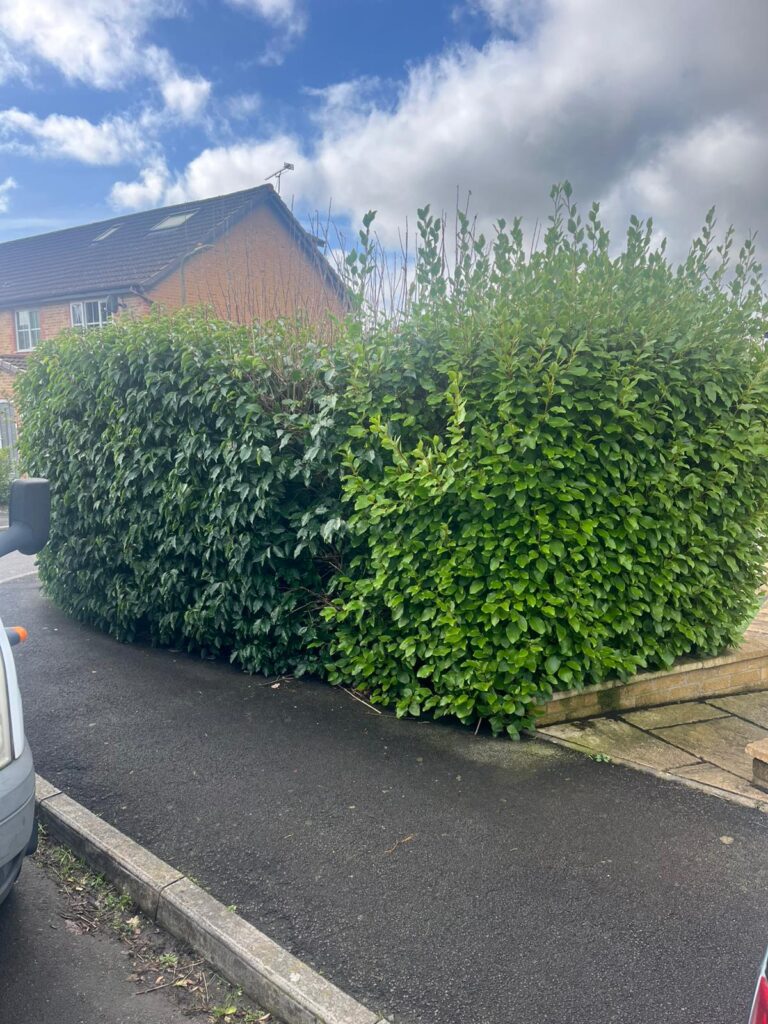 Hedge Maintenance in Hengoed