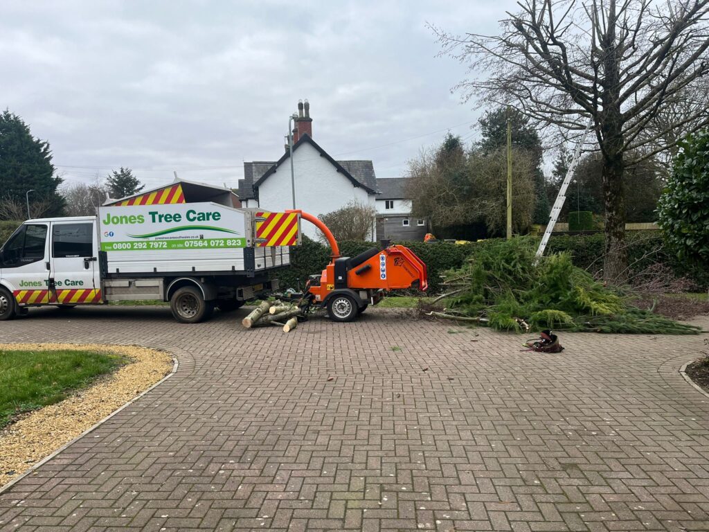 Tree Pruning in Marshfield