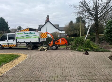 Tree Pruning in Marshfield