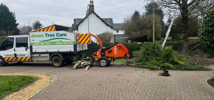 Emergency Tree Surgery in Maesteg
