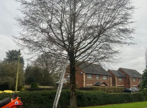 Tree Surgery Senghenydd