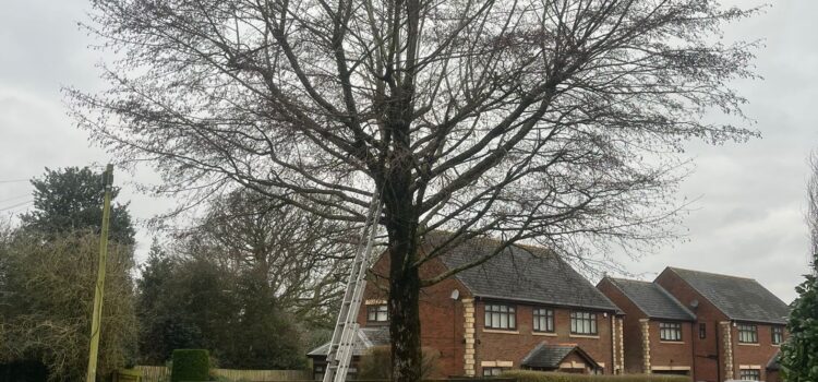 Tree Pruning in Marshfield