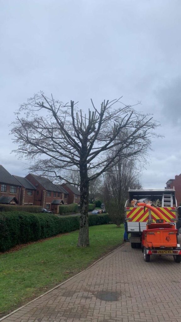 Tree Pruning in Marshfield