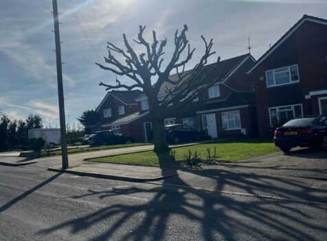 Professional tree pruning in Barry