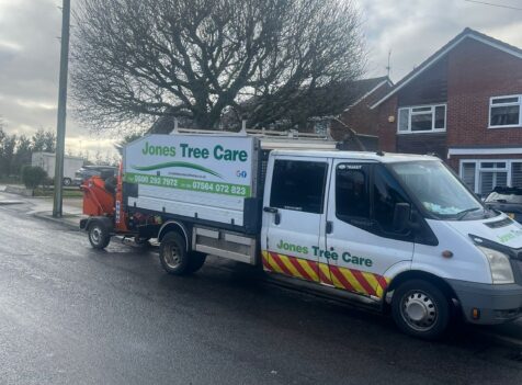 Professional tree pruning in Barry