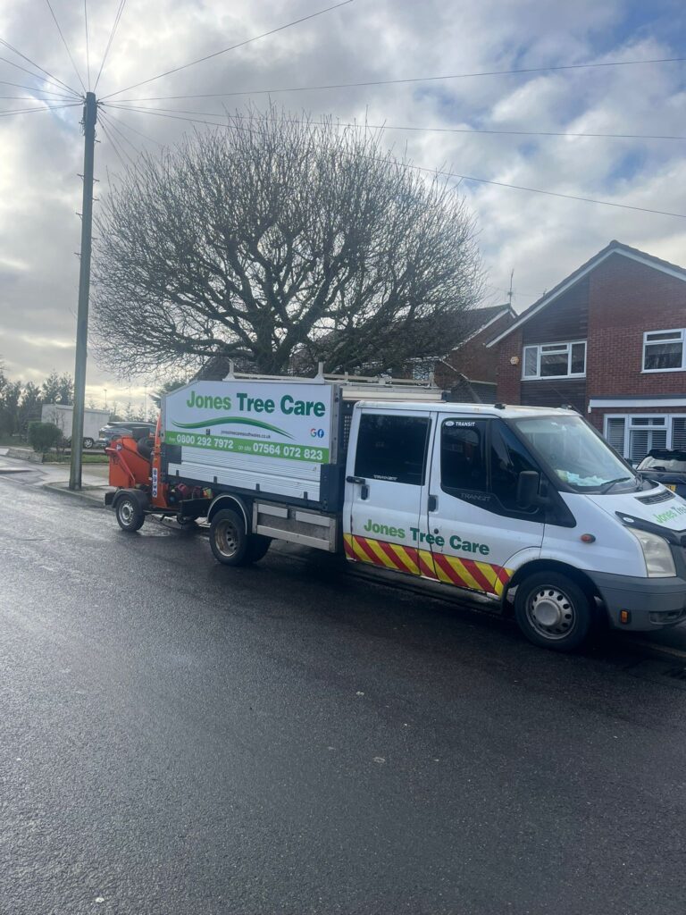 Professional tree pruning in Barry