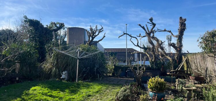 Tree Surgeon in Cilfynydd