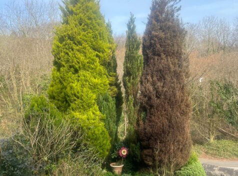 Conifer tree removal in Caerphilly