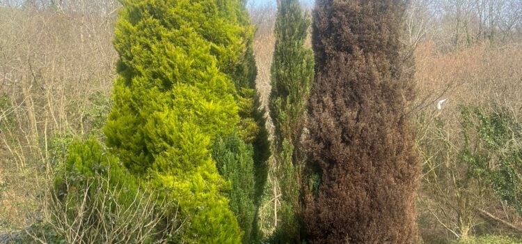Conifer tree removal in Caerphilly