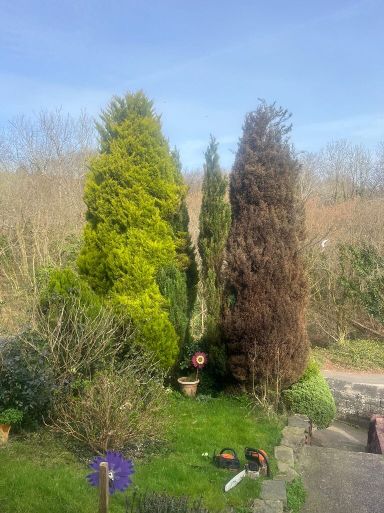 Conifer tree removal in Caerphilly