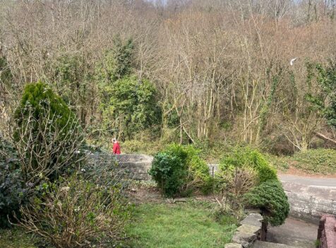 Conifer tree removal in Caerphilly