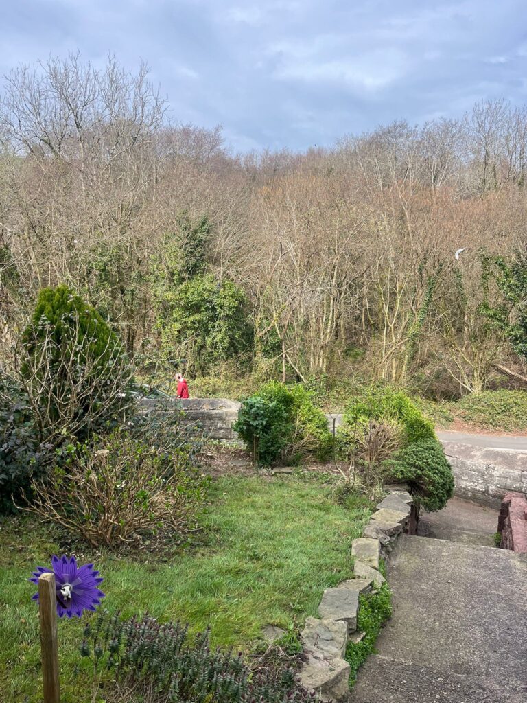 Conifer tree removal in Caerphilly