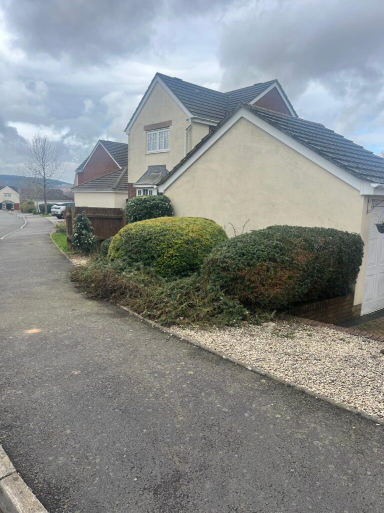 hedge maintenance Nelson