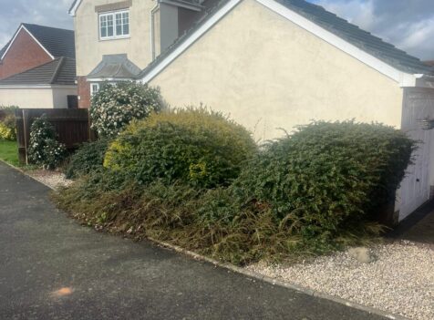 Hedge maintenance Nelson