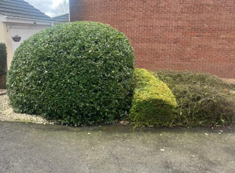hedge maintenance Nelson