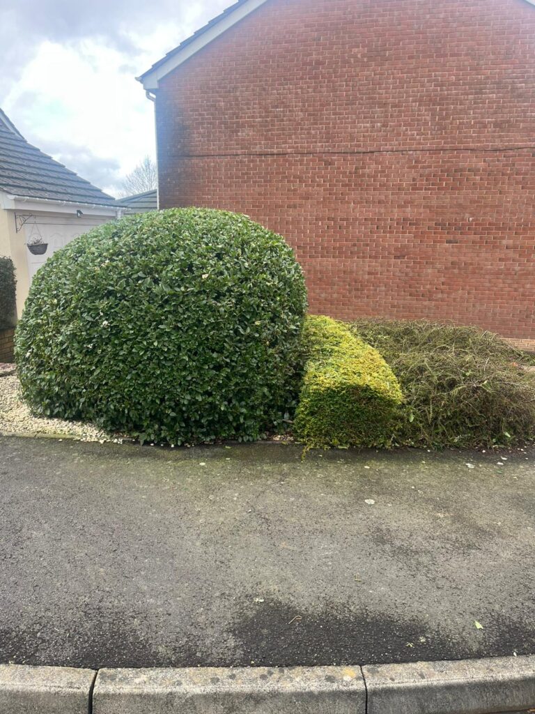 hedge maintenance Nelson