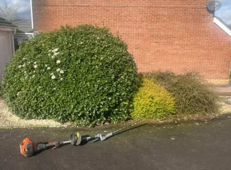 hedge maintenance Nelson