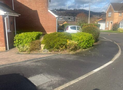 hedge maintenance Nelson