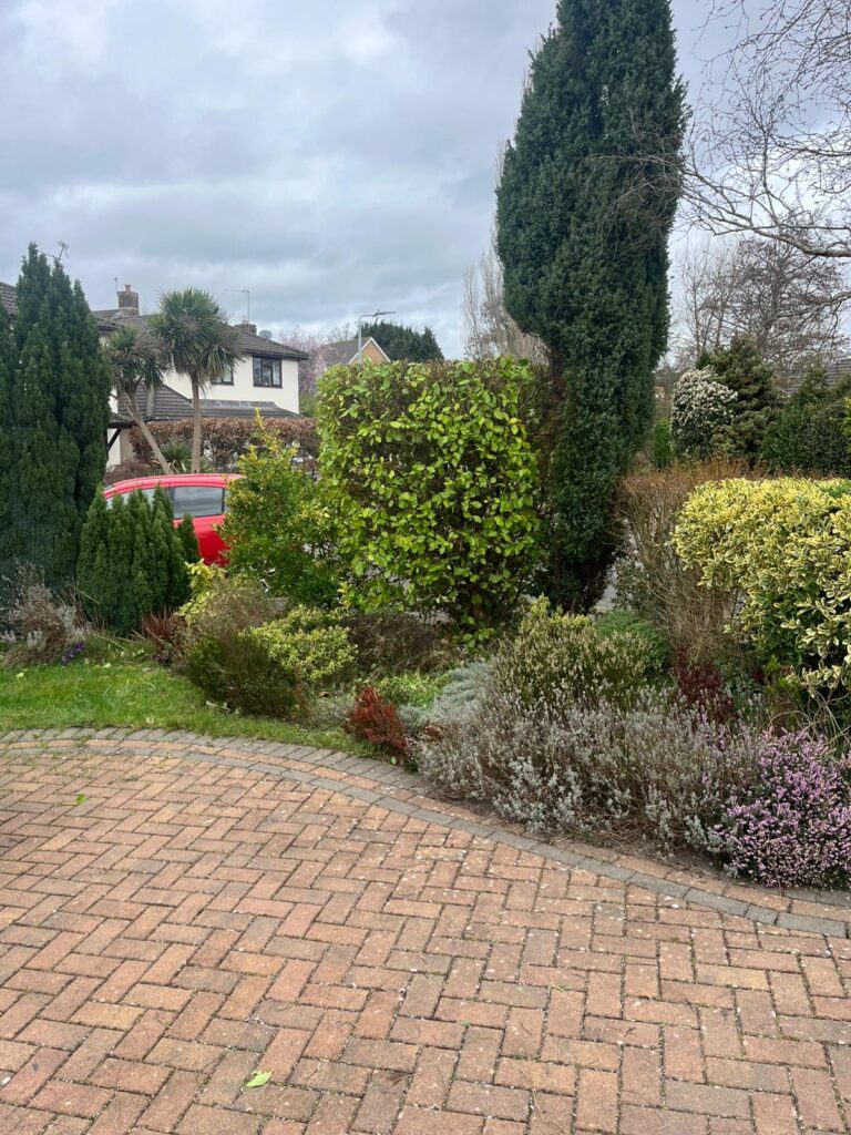 Professional tree care and tree maintenance services in Marshfield