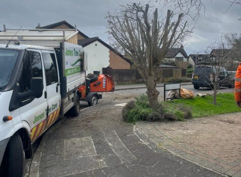 Professional tree care and tree maintenance services in Marshfield