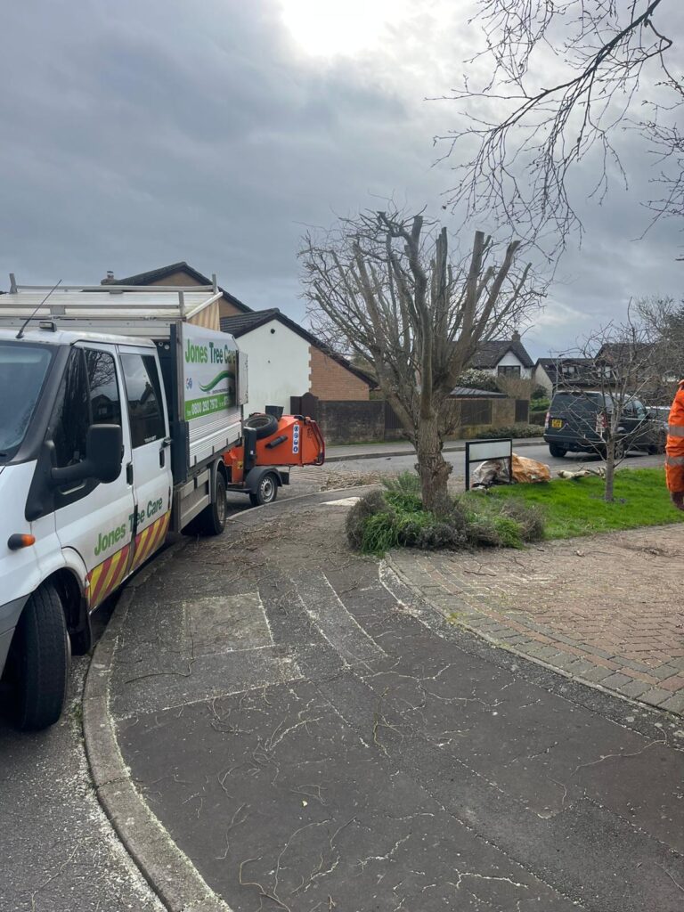 Professional tree care and tree maintenance services in Marshfield