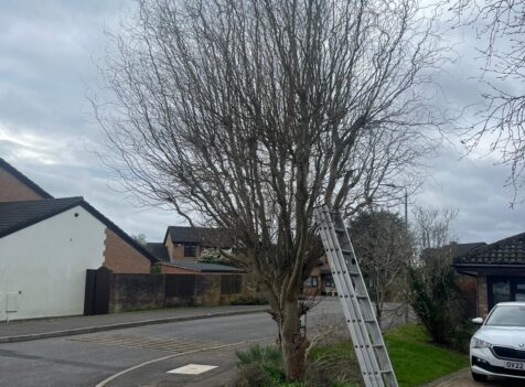 Tree Surgeon in Abercynon