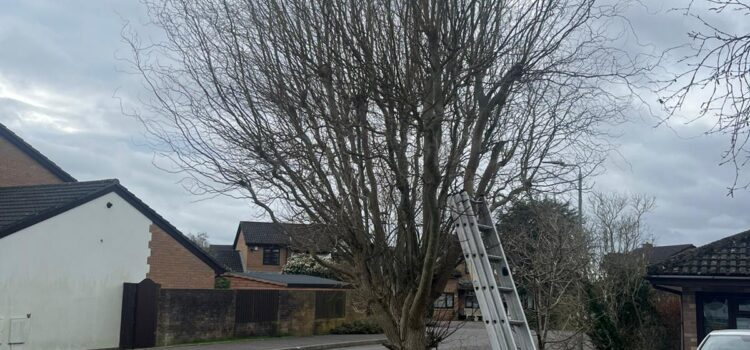 Professional tree care and tree maintenance services in Marshfield