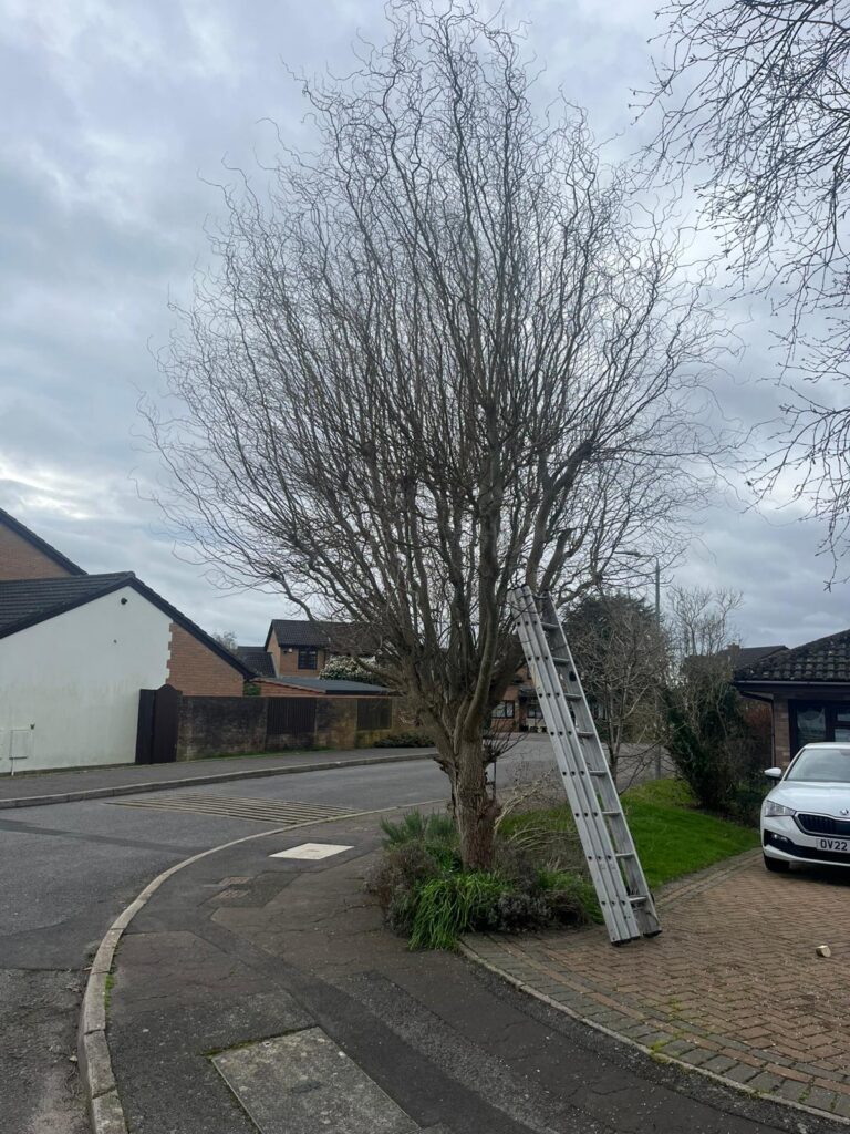 Professional tree care and tree maintenance services in Marshfield